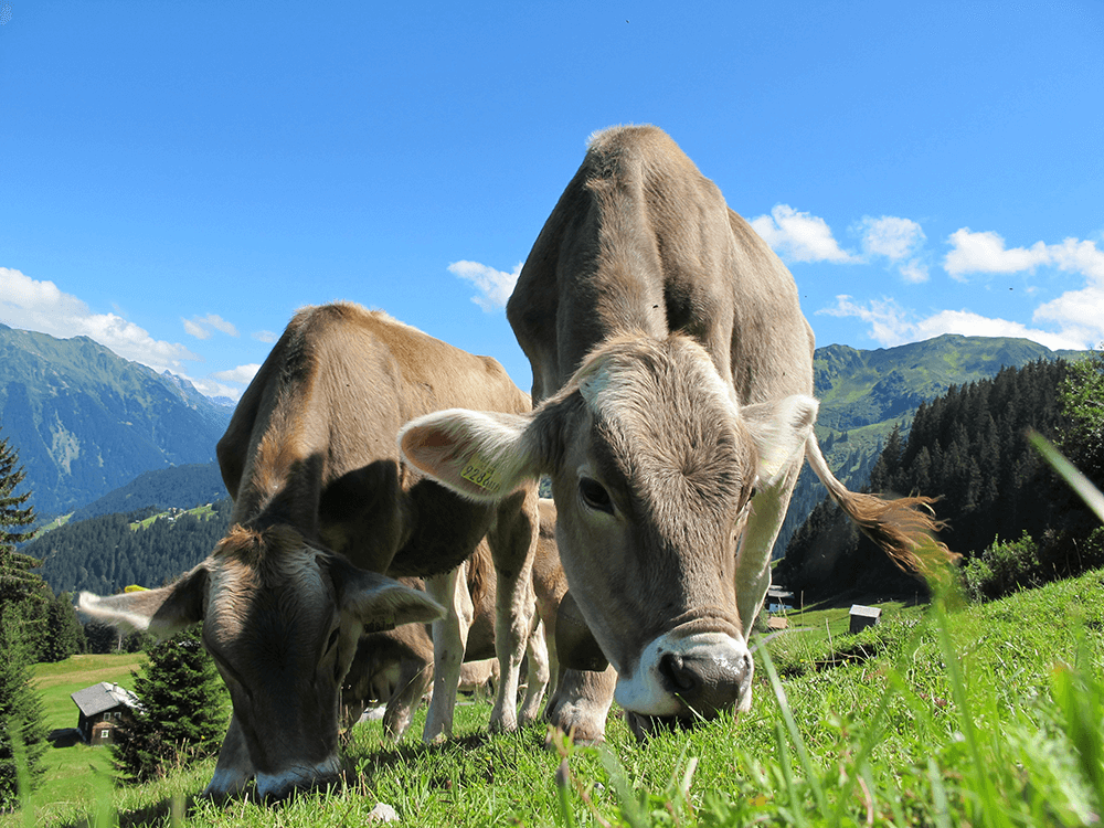 Clear Whey Isolat aus hochwertiger Alpenmilch