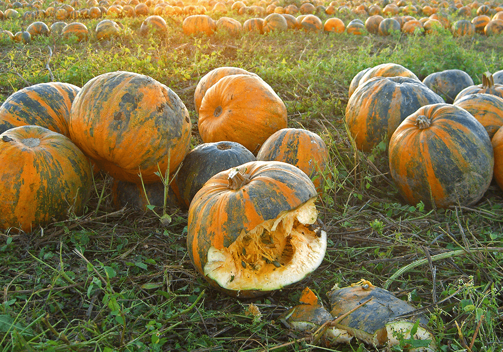 The benefits of organic pumpkin seed protein at a glance