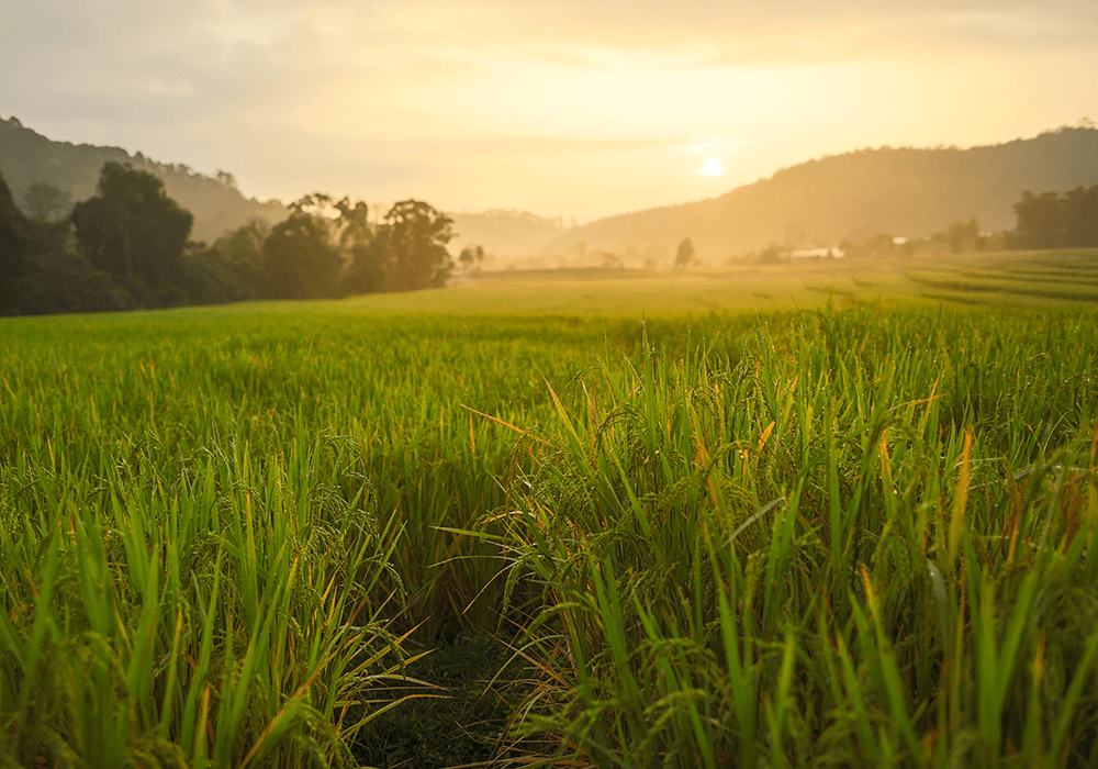 Aperçu des avantages des protéines de riz bio